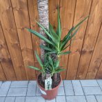 Juka obrovská (Yucca elephantipes) - výška 110 cm, kont.C5L -TROJKMEŇ